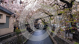 Beautiful sakura cherry blossom trees lineup at Takase river on night Kyoto