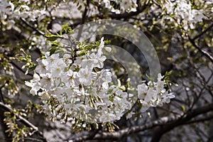 Beautiful Sakura Cherry Blossoms in Tokyo, Japan