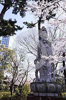 Beautiful Sakura Cherry Blossoms in Tokyo, Japan