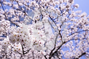 Beautiful Sakura Cherry Blossoms in Tokyo, Japan