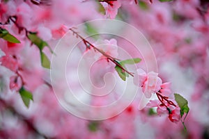 Beautiful sakura cherry blossoms tree full blooming in pink color.