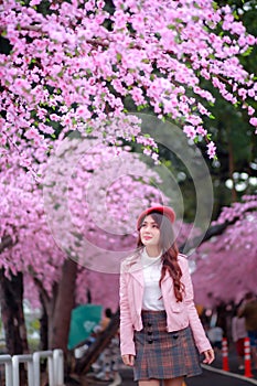 Beautiful sakura cherry blossoms tree full blooming in pink color.