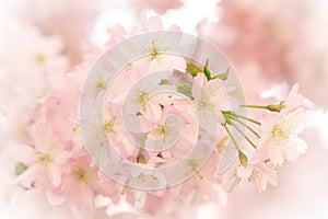 Beautiful sakura cherry tree blossoms