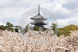 Beautiful sakura flower blossom in Ninna-ji temple, Kyoto, Japan