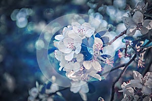Beautiful sakura flower cherry blossom background. Greeting card template. Shallow depth. Soft dark blue toned. Spring magic