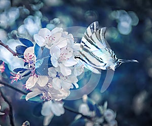 Beautiful sakura flower cherry blossom and butterfly fluttering over close-up. Greeting card background template. Shallow depth. S