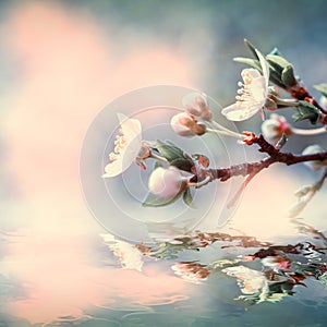 Beautiful sakura flower cherry blossom and ladybug water reflection. Greeting card background template. Shallow depth. Soft vintag