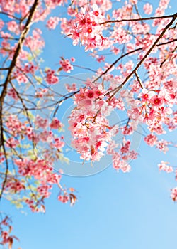 Beautiful sakura flower cherry blossom in spring.