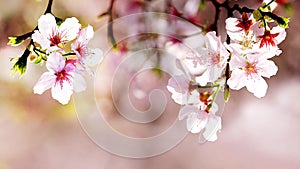 Beautiful sakura flower in flower garden