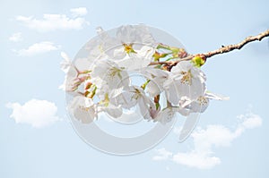 Beautiful sakura flowers on blue sky background .cherry blossom