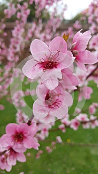 Beautiful Sakura flowers during cherry blossom season