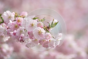 Beautiful Sakura flowers. Spring