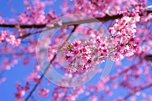 Beautiful sakura flowers during spring season with blue sky,Cherry blossoms in full blooming