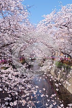 Beautiful sakura full bloom in spring at Meguro river