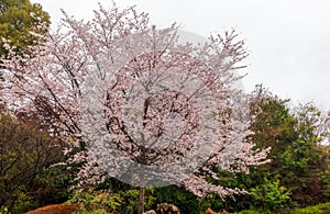 Beautiful Sakura in the old town of Higashiyama district, Kyoto