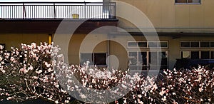 Beautiful sakura or pink flower blooming on the roadside while traveling by car with building, home or house background