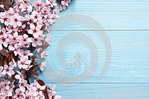 Beautiful sakura tree blossoms on light blue wooden background, flat lay. Space for text