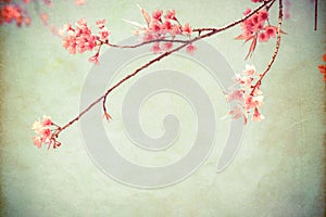 Beautiful sakura tree flower cherry blossom in spring