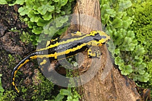 Beautiful salamander Salamandra salamandra Bernardezi photo