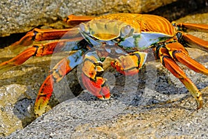 Beautiful Sally Lightfoot Crab, Grapsus grapsus, on rocks, Pacific Ocean Coast, Tocopilla, Chile