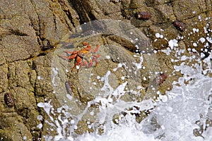 Beautiful Sally Lightfoot Crab, Grapsus grapsus, on rocks, Pacific Ocean Coast, Tocopilla, Chile