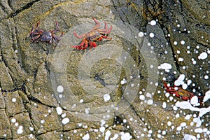 Beautiful Sally Lightfoot Crab, Grapsus grapsus, on rocks, Pacific Ocean Coast, Tocopilla, Chile photo