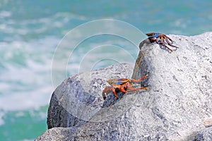 Beautiful Sally Lightfoot Crab, Grapsus grapsus, on rocks, Pacific Ocean Coast, Tocopilla, Chile photo