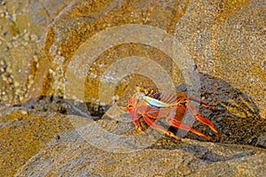 Beautiful Sally Lightfoot Crab, Grapsus grapsus, on rocks, Pacific Ocean Coast, Tocopilla, Chile photo