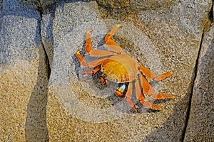 Beautiful Sally Lightfoot Crab, Grapsus grapsus, on rocks, Pacific Ocean Coast, Tocopilla, Chile photo