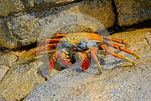 Beautiful Sally Lightfoot Crab, Grapsus grapsus, on rocks, Pacific Ocean Coast, Tocopilla, Chile photo