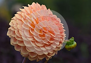 Beautiful salmon colored Dahlia flower in bloom.