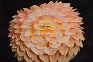 Beautiful salmon colored Dahlia flower in bloom.