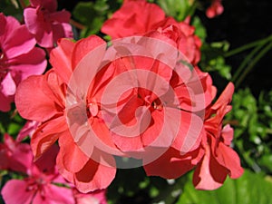 Beautiful salmon-colored flowers of ivy-leaf Pelargonium PAC Apricot