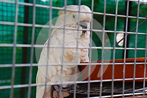 Beautiful salmon-crested cockatoo bird in the cage