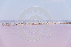 A beautiful salt lake with pink water