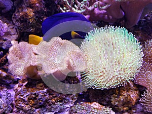 A beautiful saltwater aquarium with Devil`s hand coral and toadstool leather coral reef