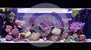 Beautiful saltwater aquarium with many colorful fish and variety of coral reef