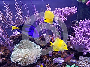 A beautiful saltwater fish tank with blue and yellow tang and variety of coral reef