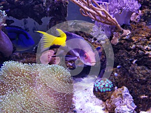 A beautiful saltwater fish tank with a Royal Gramma Basslet and toadstool leather coral reef