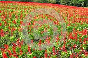 Beautiful Salvia field