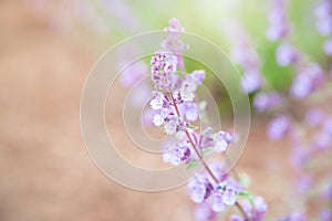 Beautiful Salvia flower disambiguation with sunlight in the ga