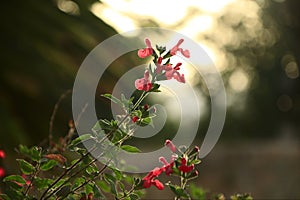 Beautiful Salvia Microphylla Flower Plant on a Sunset Backround photo