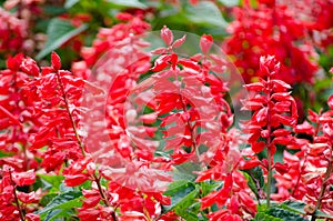 Beautiful Salvia Red flowers in a spring season at a botanical garden.