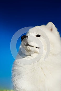 Beautiful samoyed dog