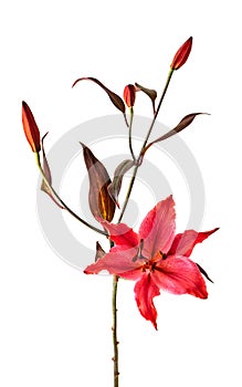 Beautiful sample of red Hippeastrum flower