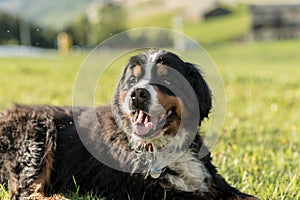 Beautiful San Bernardo dog in the first autumn snows in Bordes de Envalira, Canillo, Andorra photo