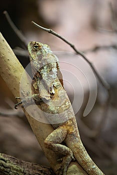 A beautiful sand-coloured frill-necked lizard