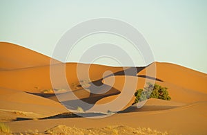 Beautiful sand desert Sahara dunes and green bush