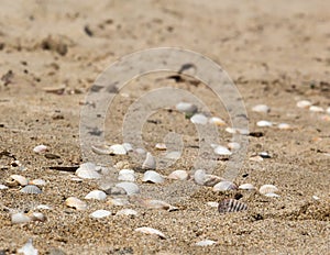 Beautiful sand texture background with more stone and shells on it