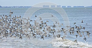 Beautiful sanderling birds fly above the surf line on Estero Island